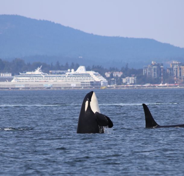 Orcas near ship