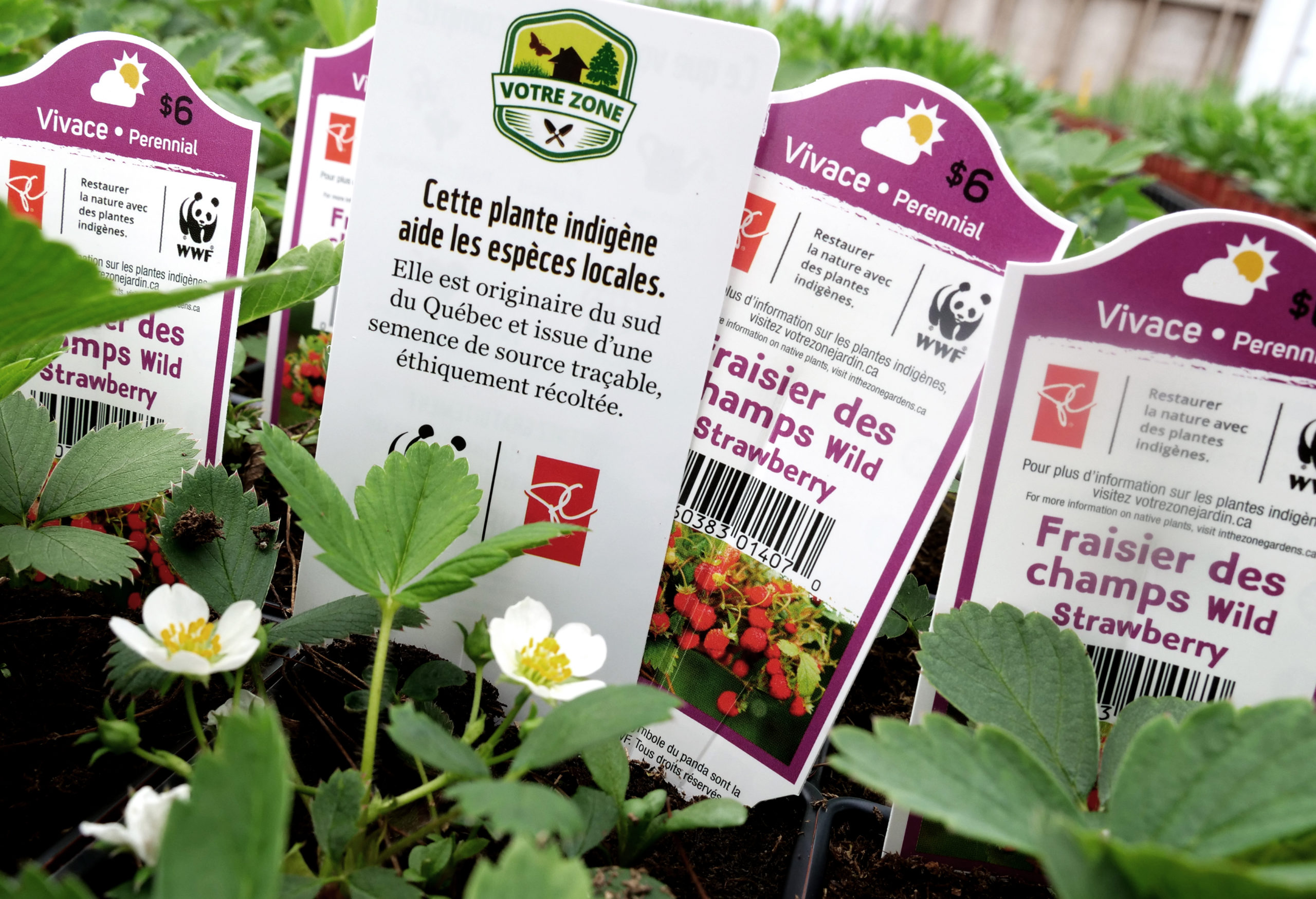 Plantes indigènes Votre zone