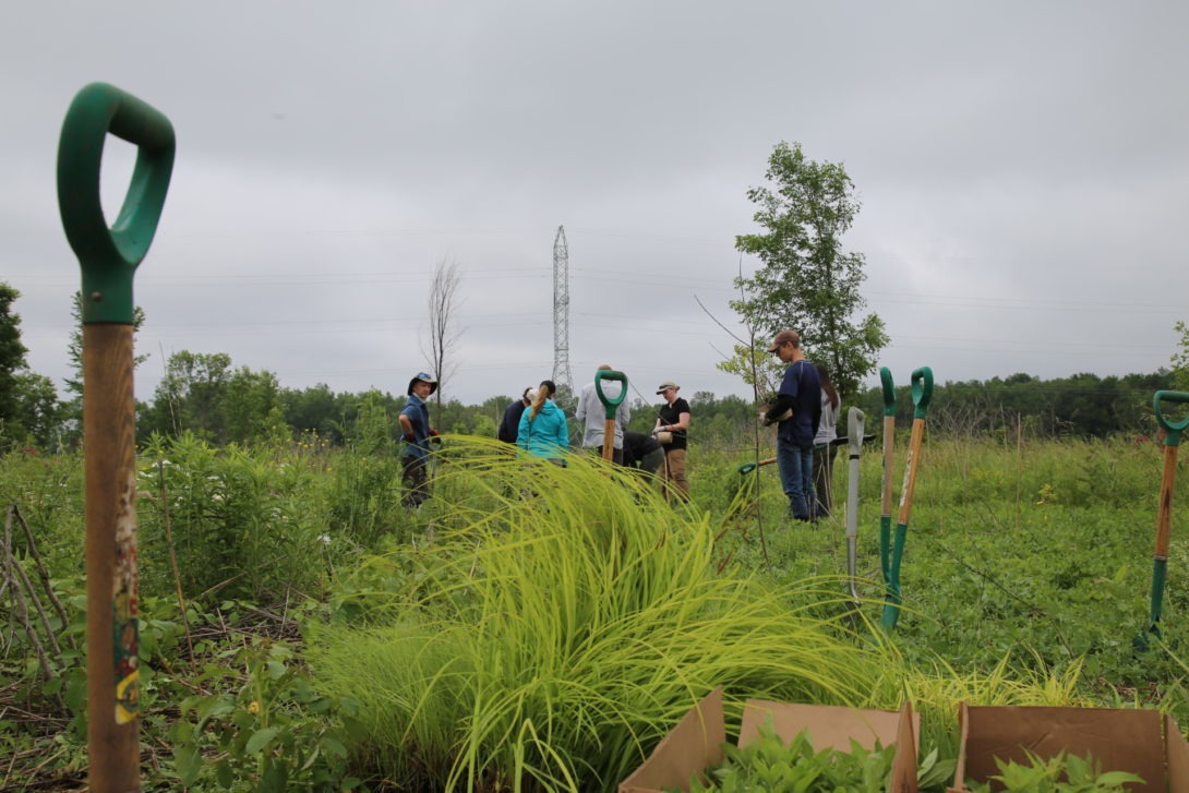 Activité de plantation dans le bassin versant de la vallée de la Nottawasaga