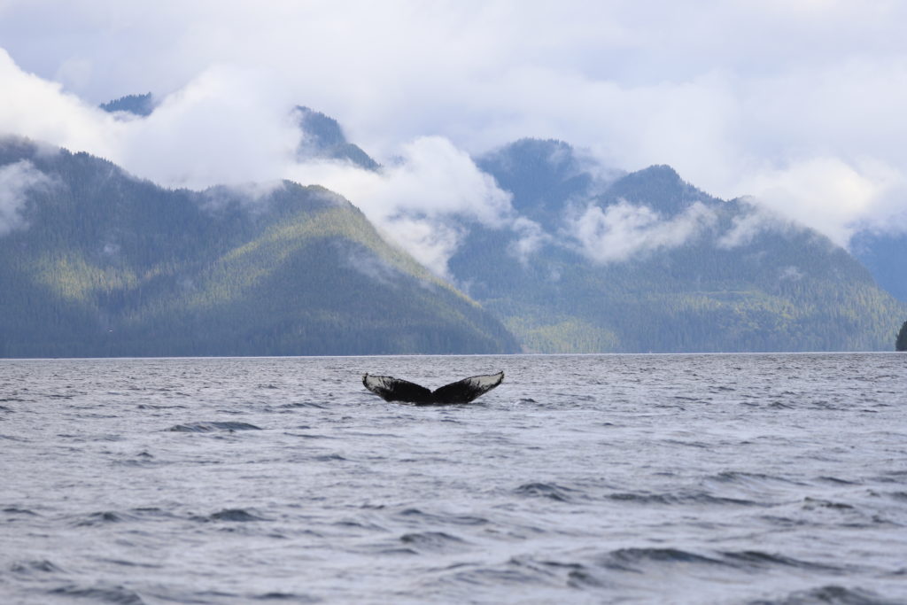 Humpback whale tail visible from the water. 