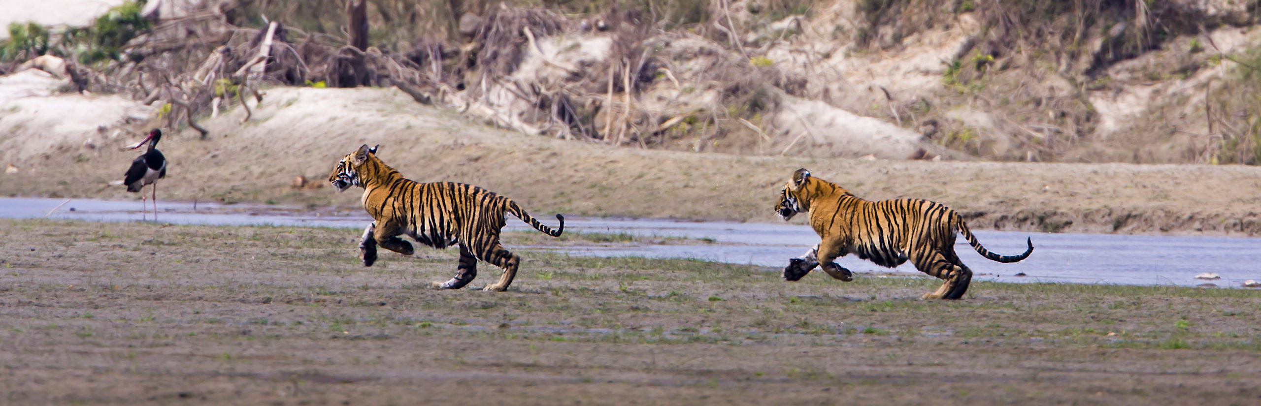 Two young wild tigers running along riverside in Bardia National Park, Nepal