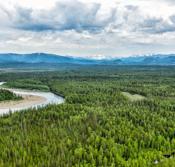 Northern forest