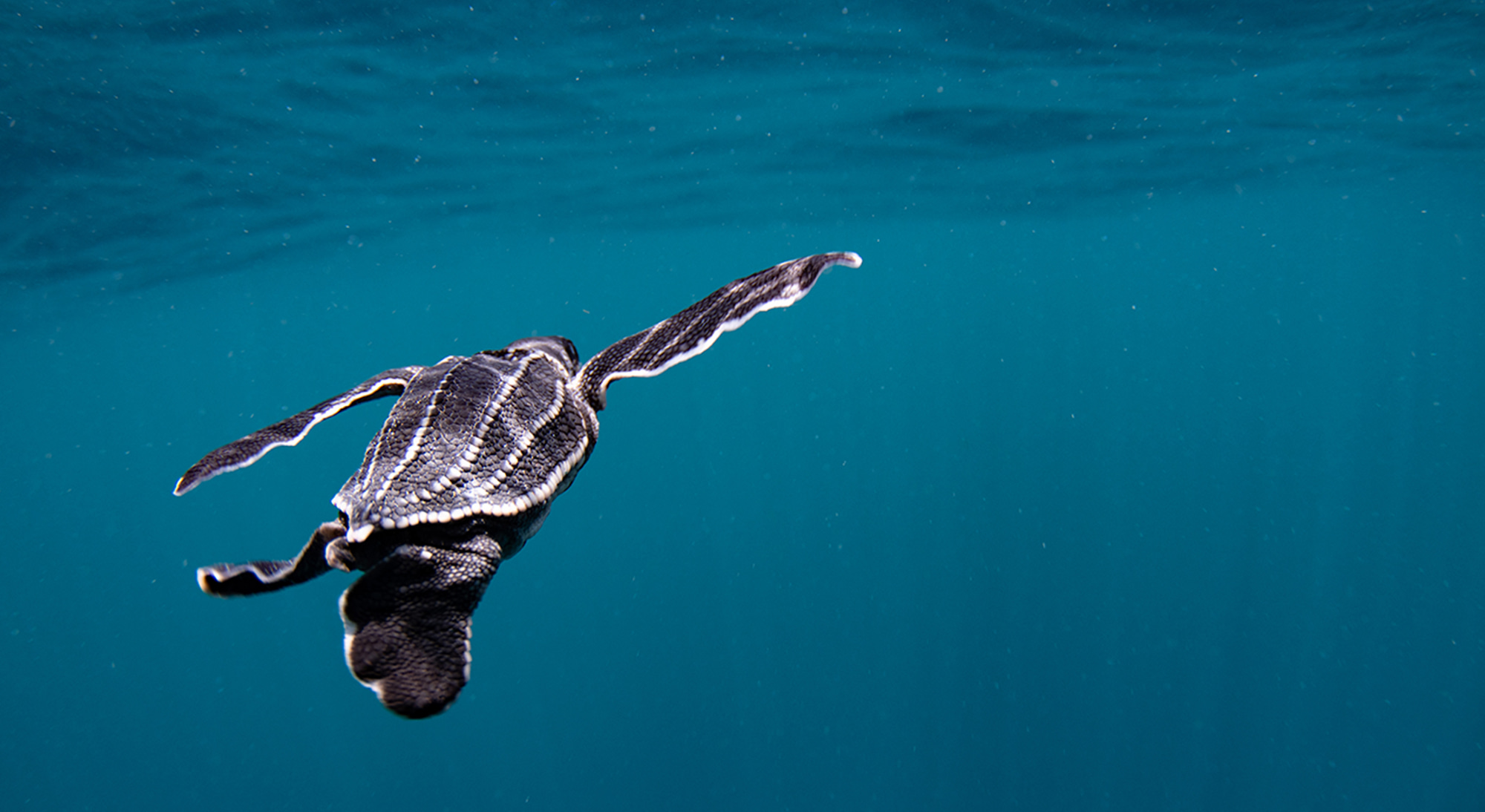 Sea Turtle