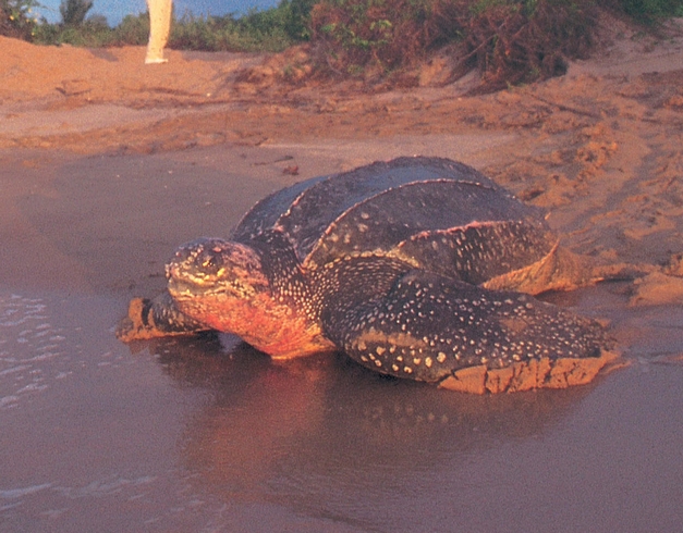 Sea Turtle