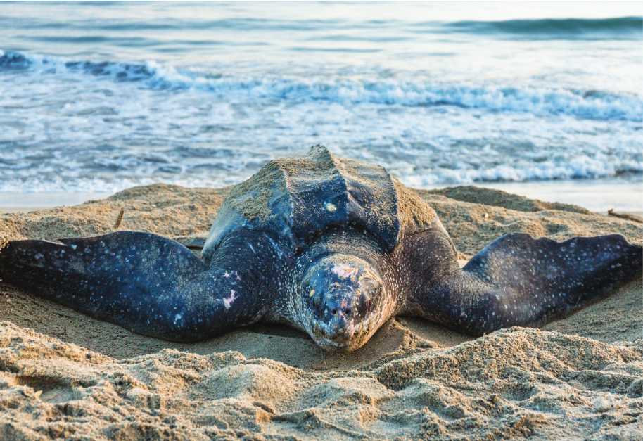 Sea Turtle