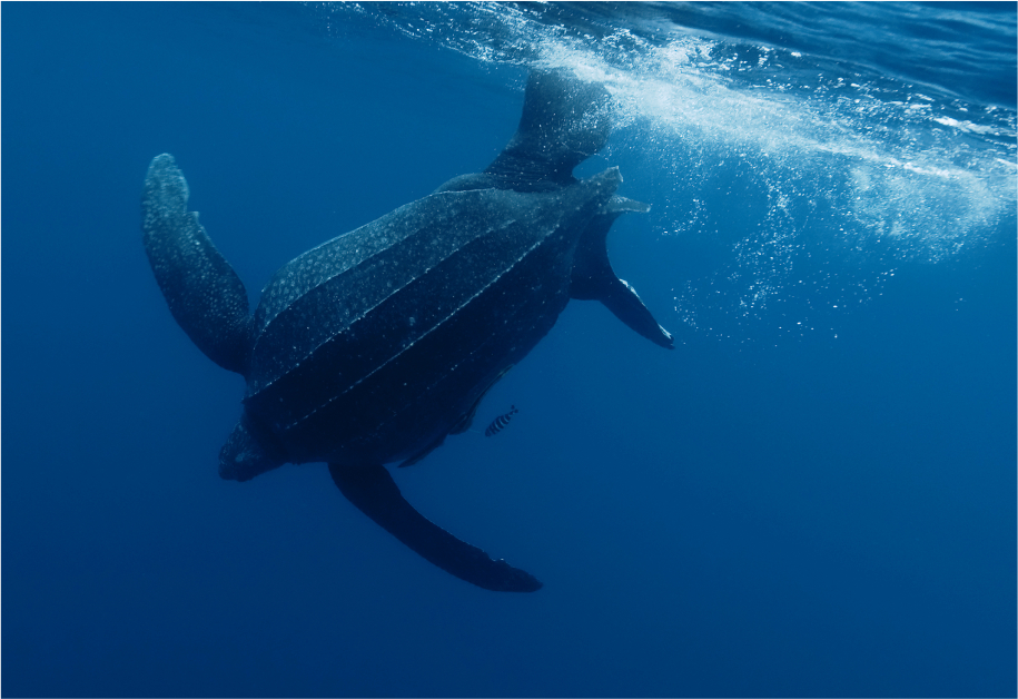 Sea Turtle