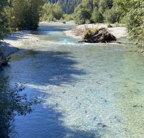 Sockeye-filled spawning creek cutting through forest with mountains in the background