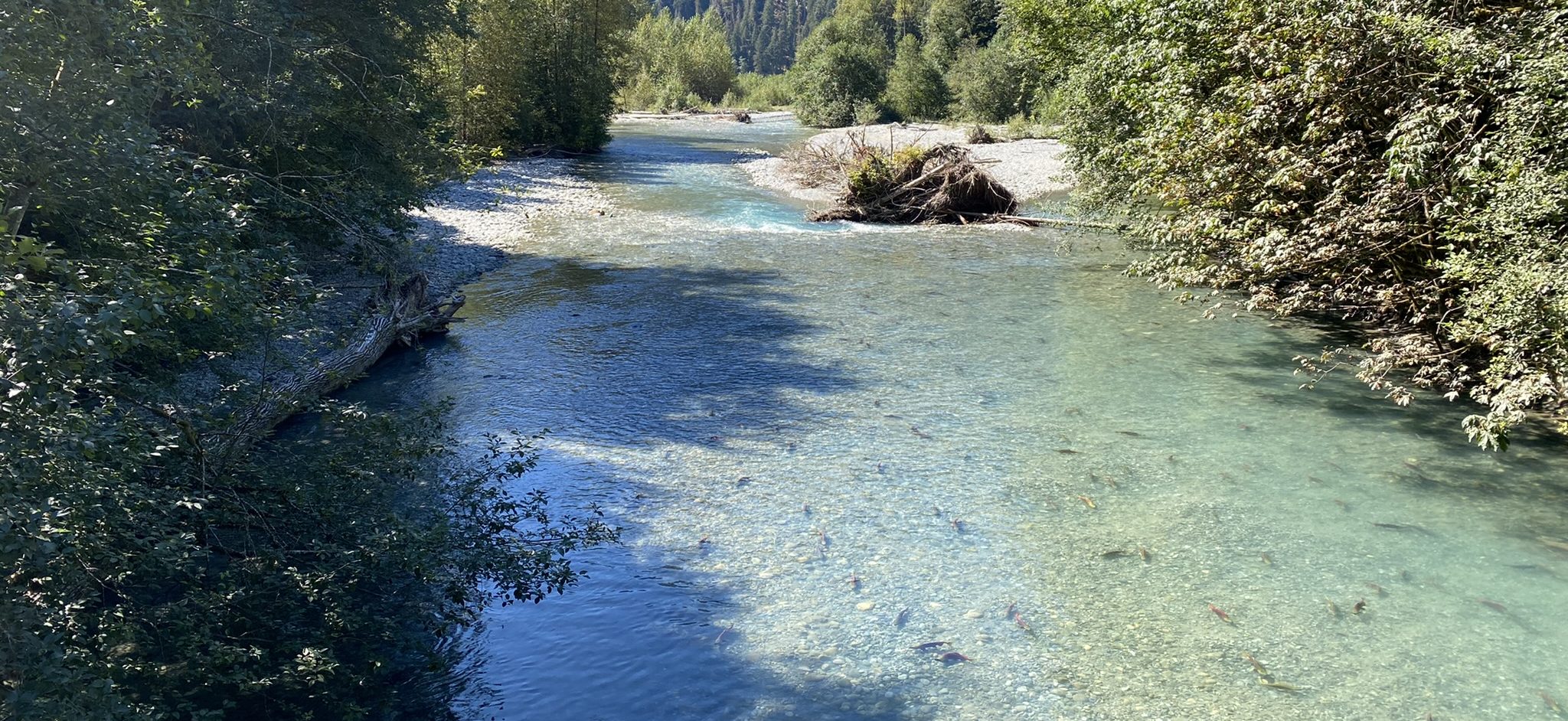 Sockeye-filled spawning creek cutting through forest with mountains in the background