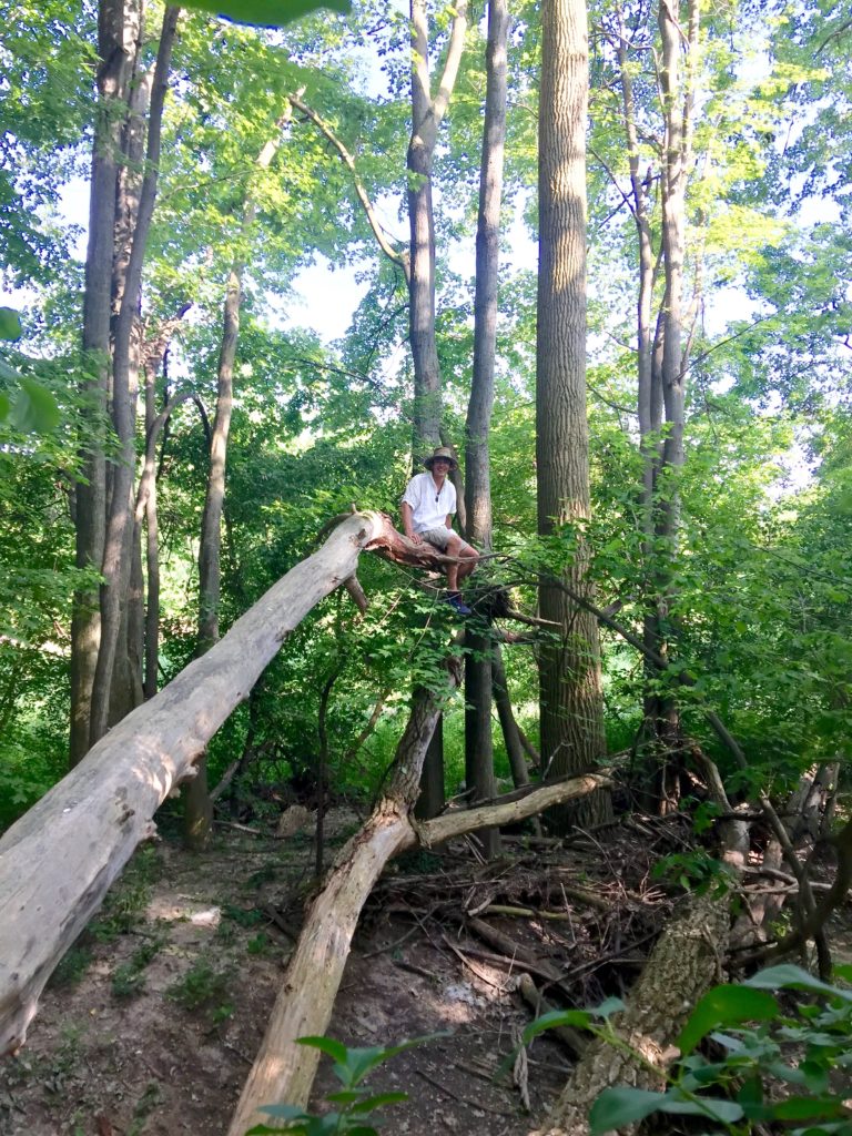 Mkomosé (Dr. Andrew Judge) sitting on a tree in the forest