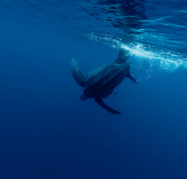 Leatherback turtle underwater, Indonesia