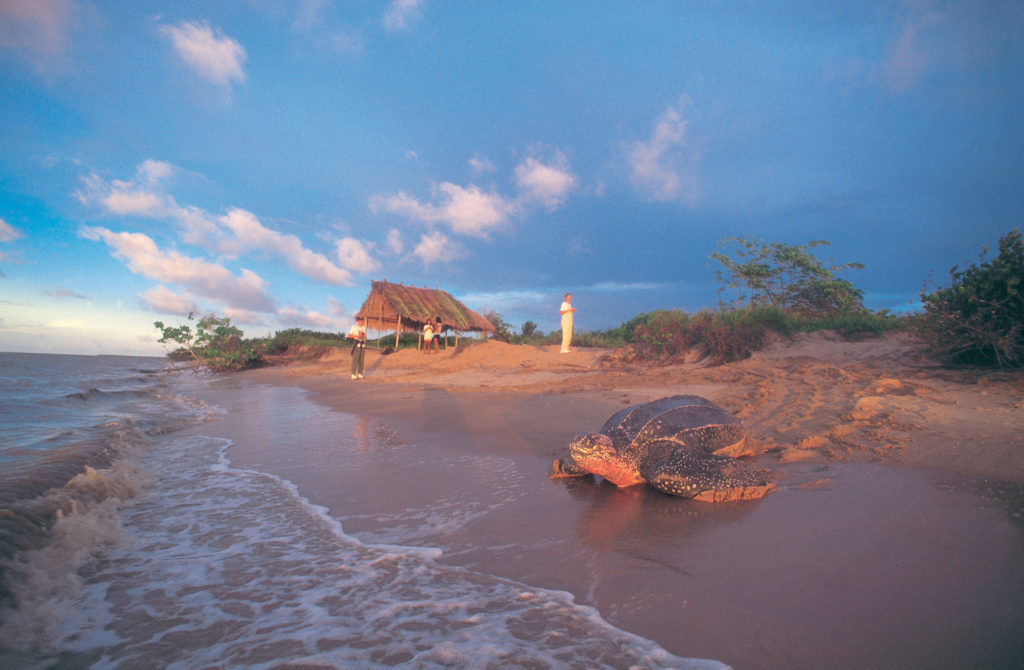 Leatherback turtle. French Guiana