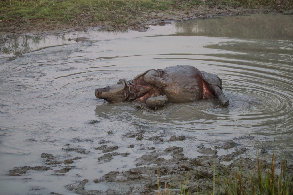 A greater one-horned rhino (Rhinoceros unicornis) swimming in the buffer zone community forest area of Amaltari Ghat and Chitwan National Forest of Nepal.