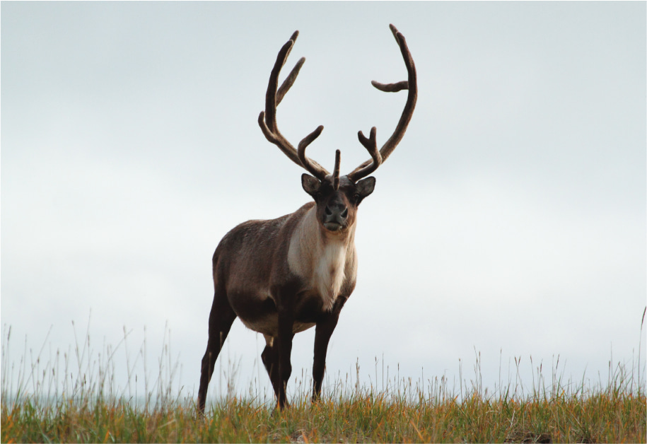 Caribou