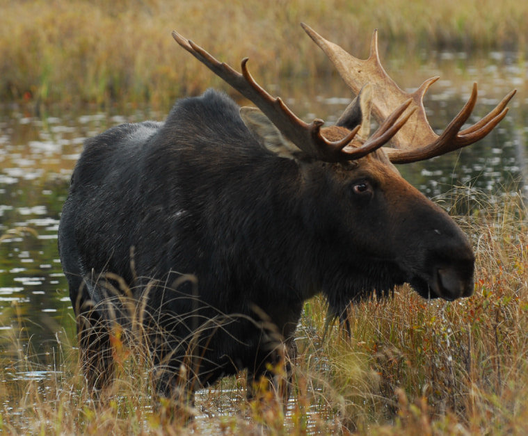 Moose