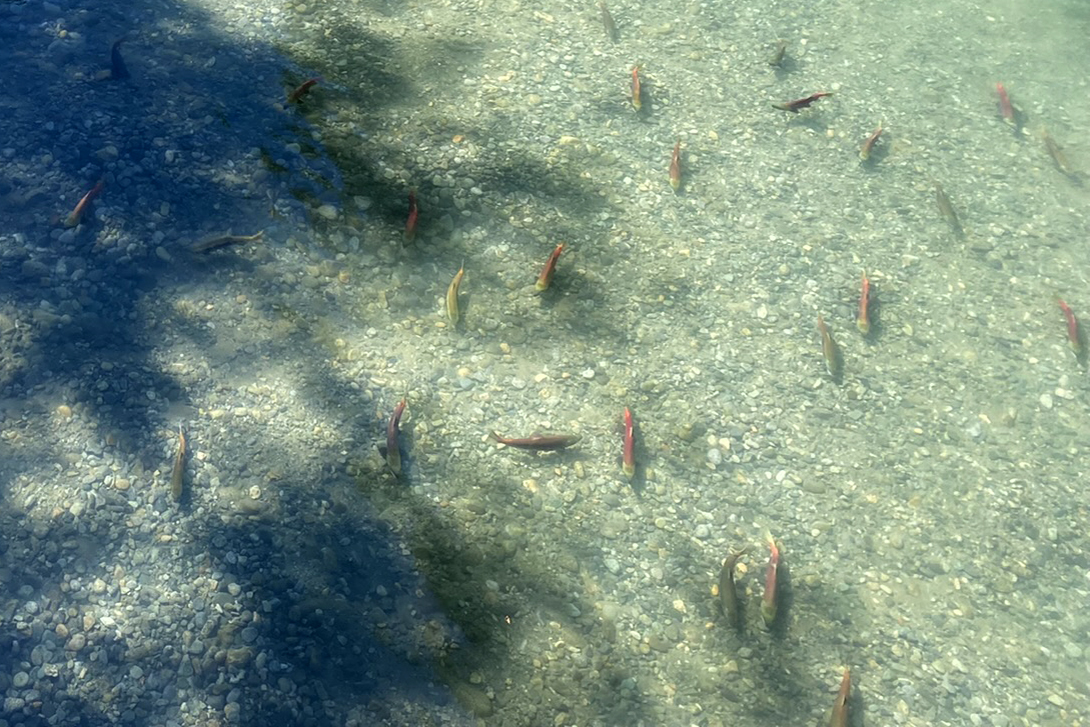 Red sockeye salmon swimming in a crystal clear creek