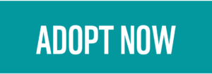 Adopt now button