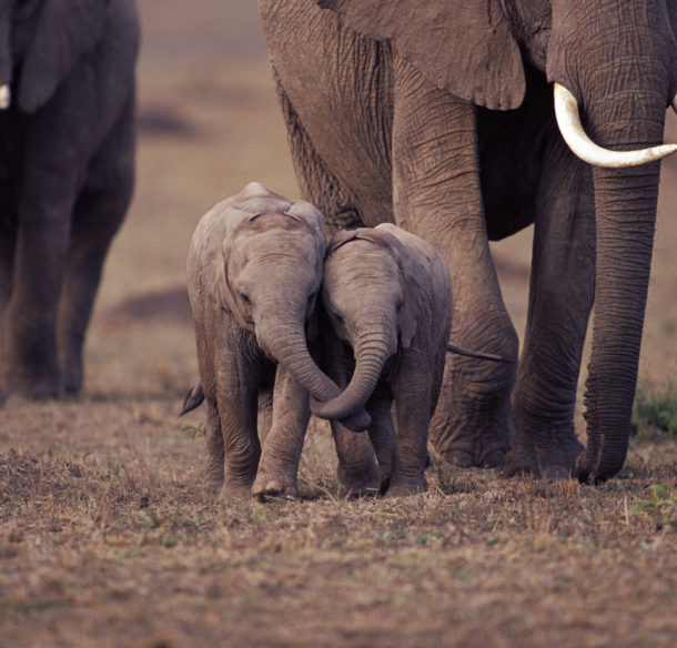 Two baby African elephants with trunks entwined.