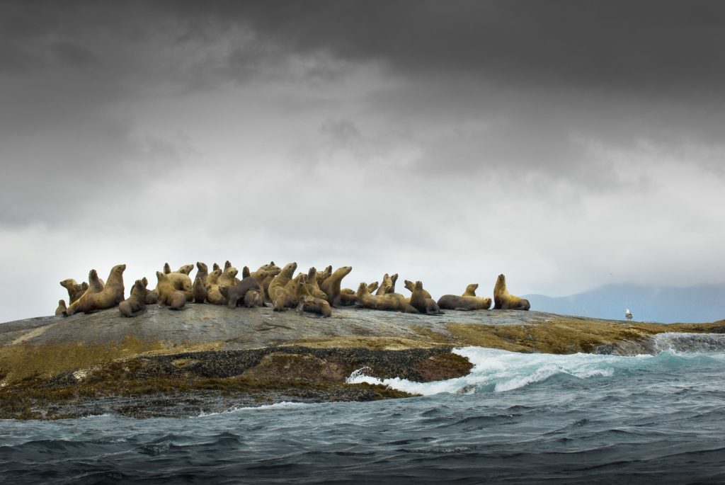 Sea lions, Great Bear Rainforest, British Columbia, Canada