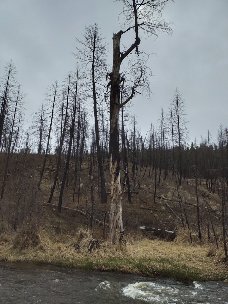 Burned trees from a wildfire in BC