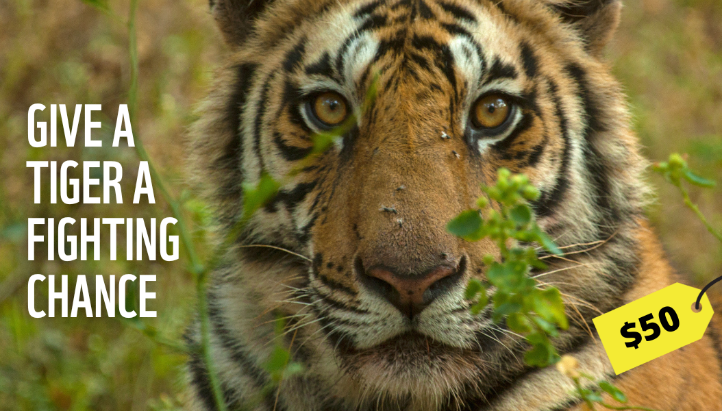 Image of a tiger with words "give a tiger a fighting chance" on it