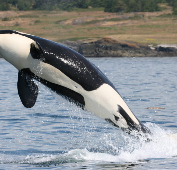 Killer whale jumping out of the water in BC