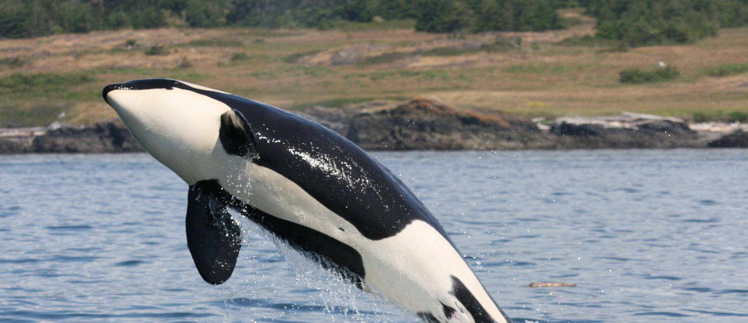 Killer whale jumping out of the water in BC