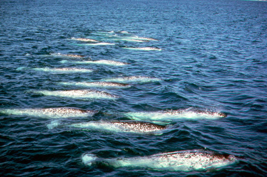 Pod of Narwhal (Monodon monoceros) surfacing in Arctic waters, Northwest Territories, Canada