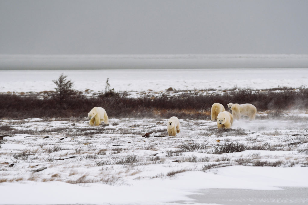 Polar bears in Churchill, Manitoba