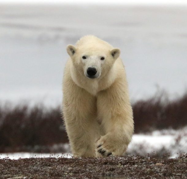 Close up of a single polar bear in Churchill, Manitoba.