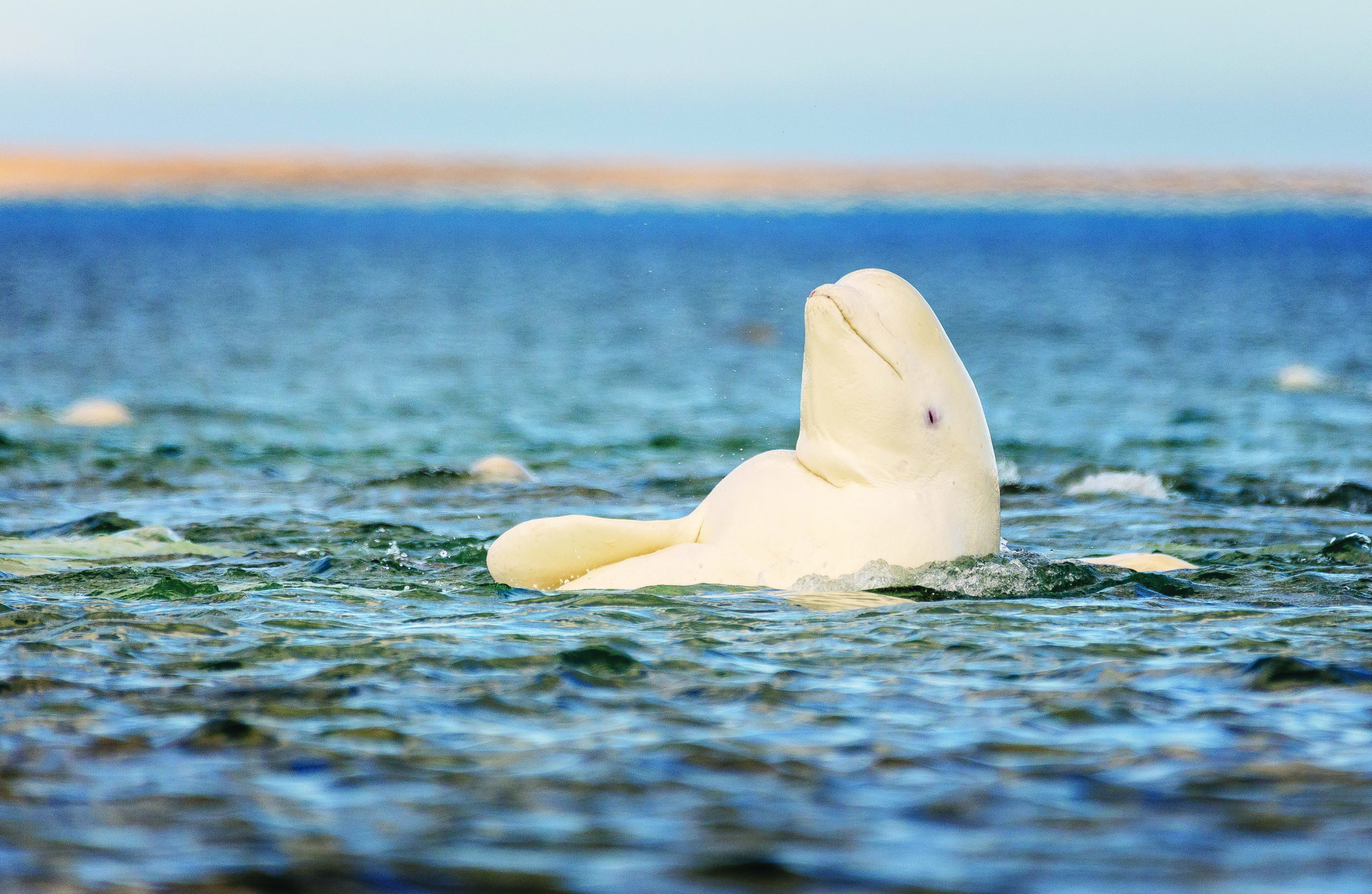 Beluga whale, Somerset Island, Canadian High Arctic.