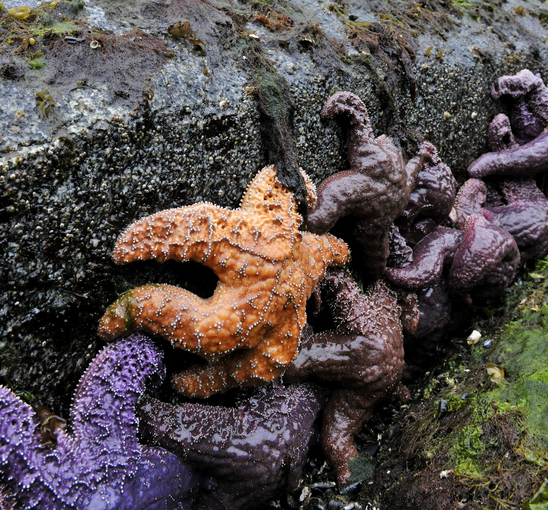 Sea stars (Asteroidea sp) clinging to rocks at the tide line in Douglas Channel in the Great Bear Rainforest, British Columbia, Canada