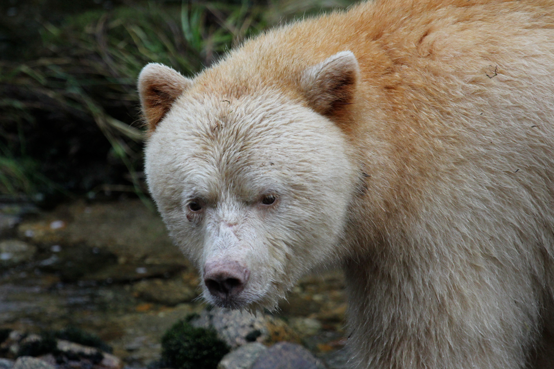 Close up of the face of a Kermode bear (Ursus americanus kermodei), Great Bear Rainforest, British Columbia, Canada