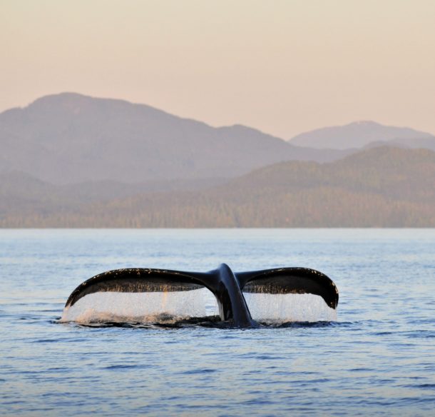 The flukes of a Humpback whale breaching at sunset in the waters south west of Gil Island in the Great Bear Rainforest, British Columbia, Canada