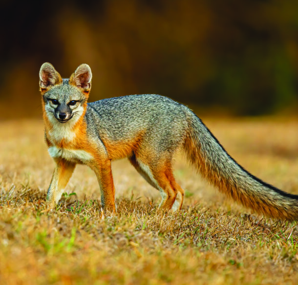 Gray Fox hunts for next meal on a dry grassy landscape.