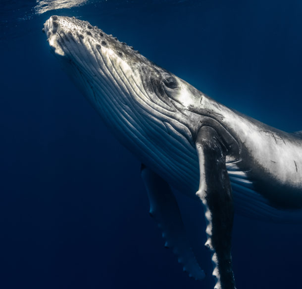 Southern humpback whale looking up in dark blue water.