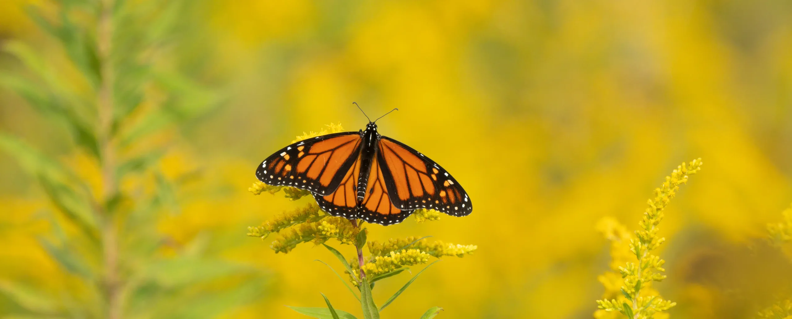 A Monarch butterfly (Danaus plexippus) enjoying some goldenrod, in Toronto, Canada
