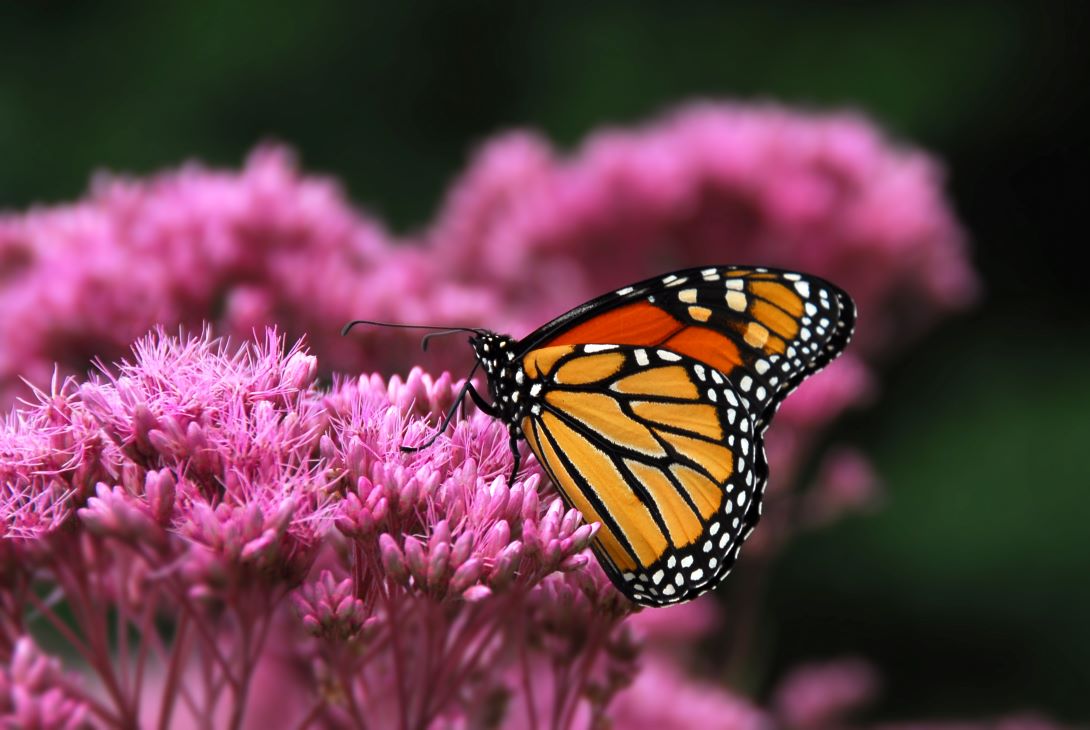 Monarch butterfly drinking nectar from pink Joe Pye Weed flowers