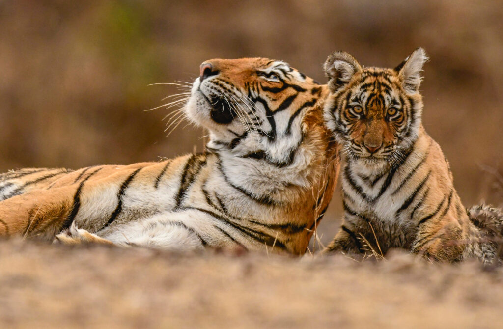 Tigress and cub in Ranthambore Tiger Reserve, India.