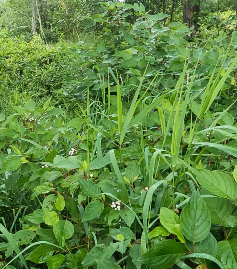 Native dogwood shrubs in summer near Sussex, N.B.