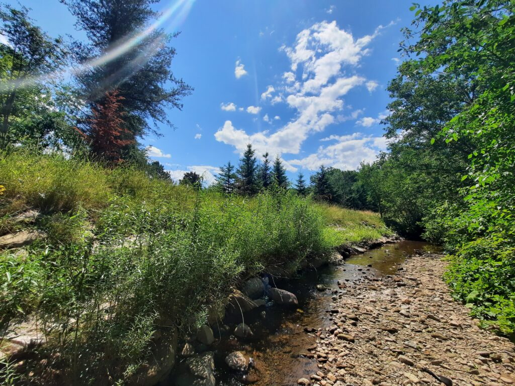 Native willow shrubs on the banks of a stream near Sussex, N.B 