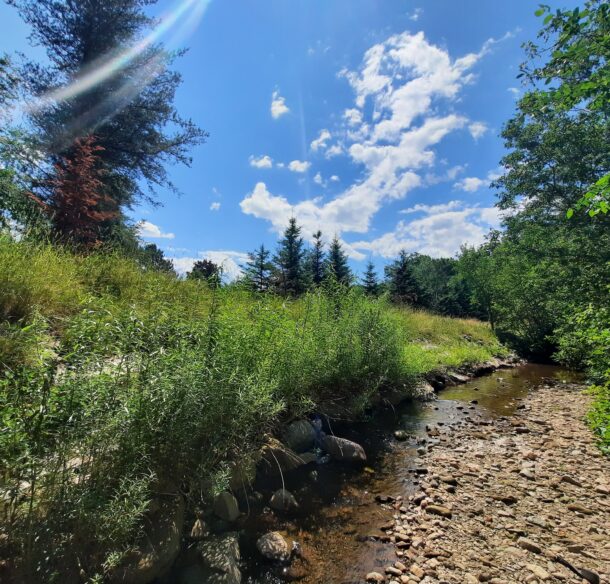 Native willow shrubs on the banks of a stream near Sussex, N.B