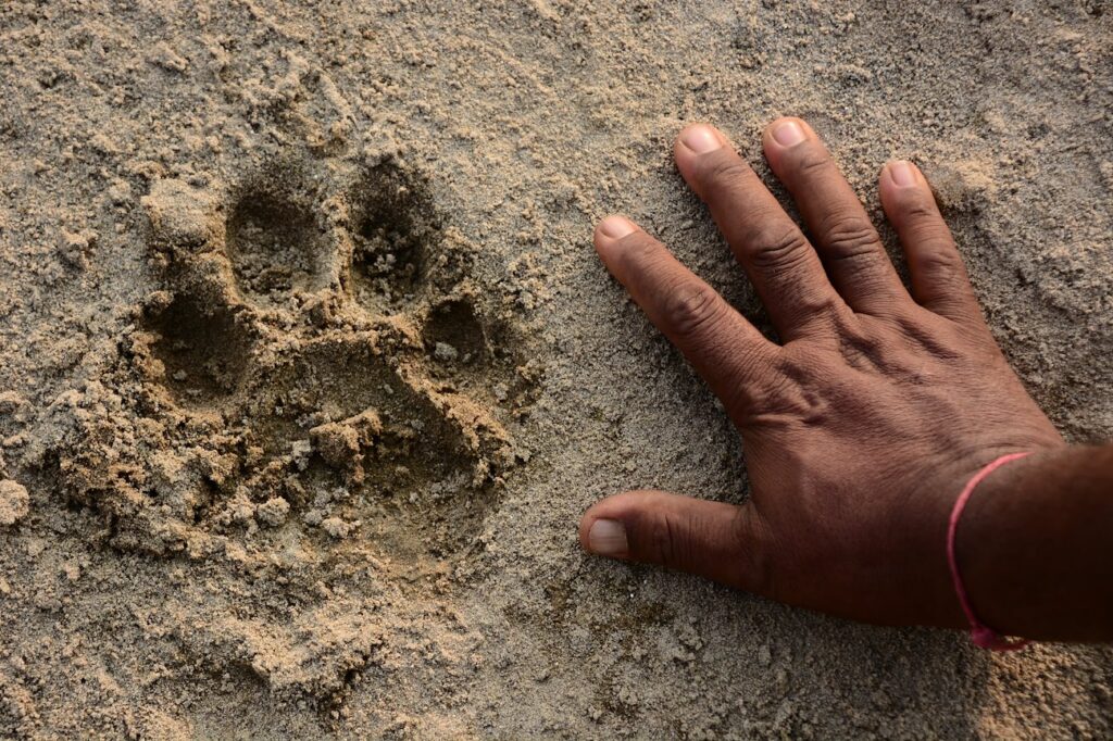 A human hand next to a paw print of the tiger in the dirt