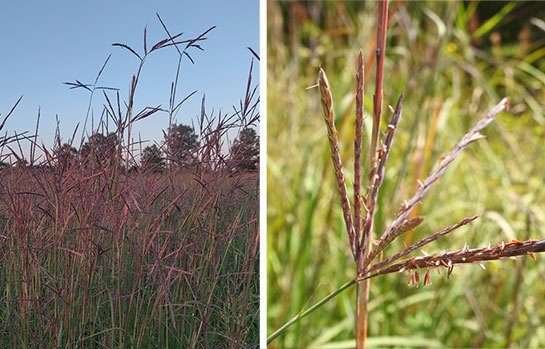 Big Bluestem Grass