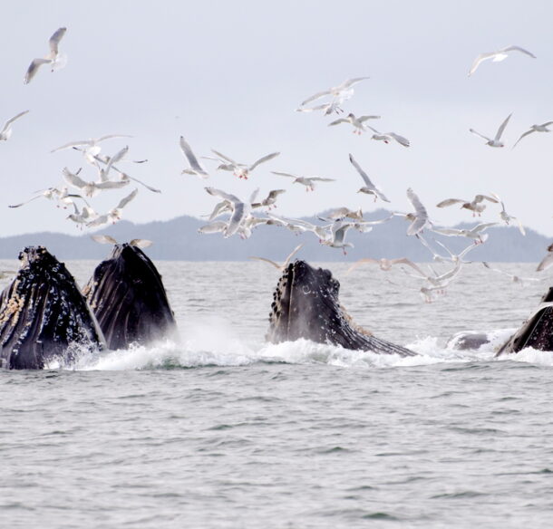 Humpback whales (Megaptera novaeangliae) feeding in the coastal waters near Prince Rupert, British Columbia, Canada.  © WWF-Canada / Chad Graham