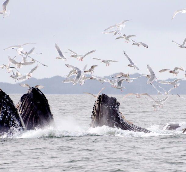 Humpback whales (Megaptera novaeangliae) feeding in the coastal waters near Prince Rupert, British Columbia, Canada. © WWF-Canada / Chad Graham