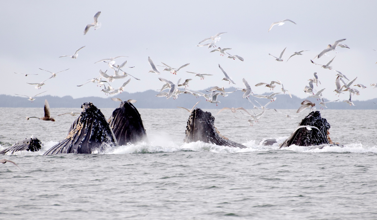 Humpback whales (Megaptera novaeangliae) feeding in the coastal waters near Prince Rupert, British Columbia, Canada. © WWF-Canada / Chad Graham