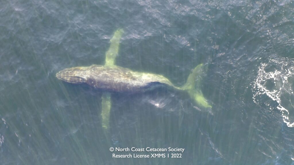 An injured whale in the water photographed from above