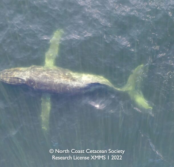 An injured whale in the water photographed from above