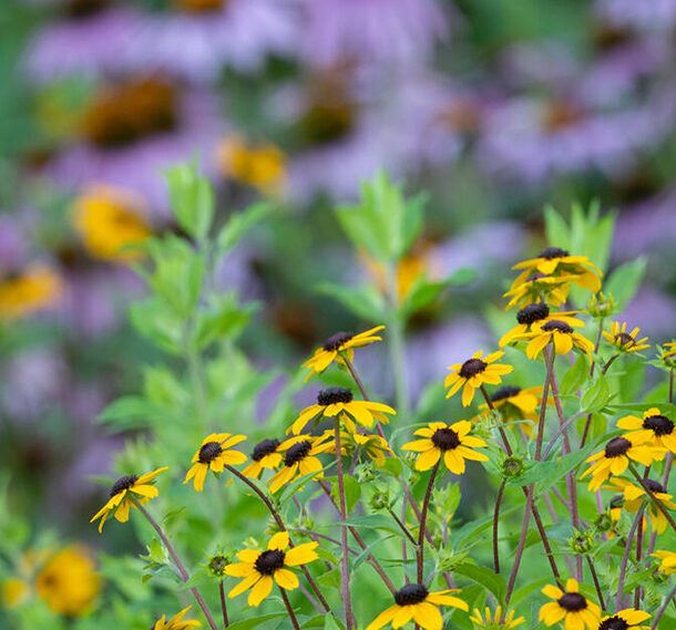 Native plant garden, at Edwards Gardens, in Toronto, Canada