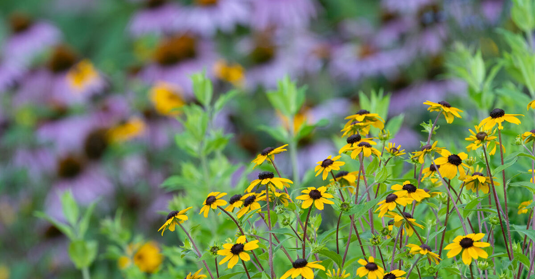 Native plant garden, at Edwards Gardens, in Toronto, Canada